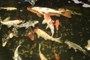 Koi carps