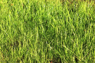 Yeşil Çimen Arkaplanı