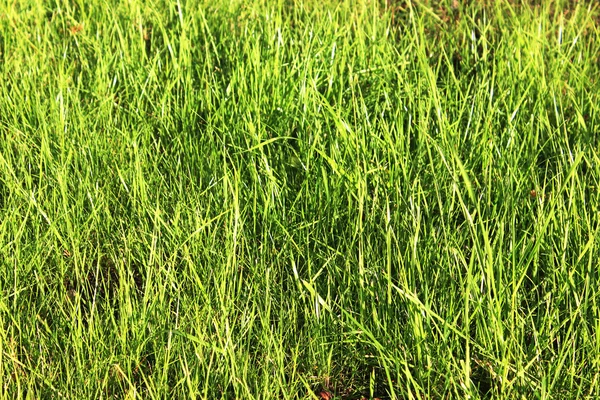 Green grass background — Stock Photo, Image