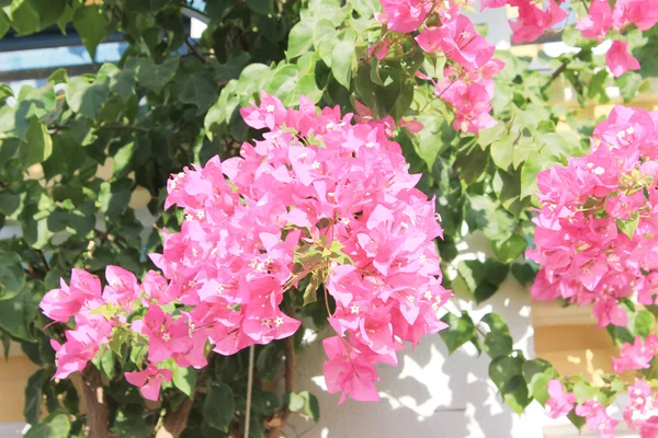 Flores Cor Rosa Sol Luz — Fotografia de Stock