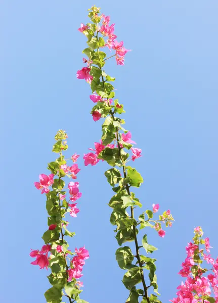Flores Cor Rosa Fundo Céu Azul Flores Luz Sol — Fotografia de Stock