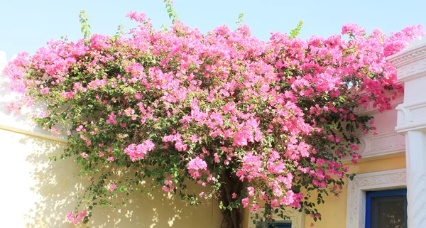 Flores Cor Rosa Luz Sol — Fotografia de Stock