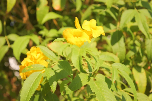 Κίτρινα Λουλούδια Στο Φως Του Ήλιου — Φωτογραφία Αρχείου