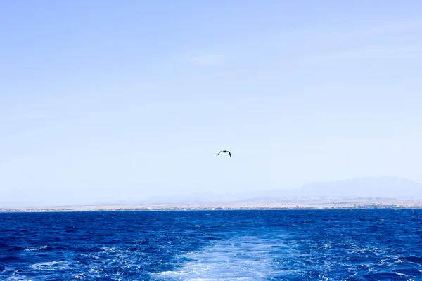 カモメが船の後を飛んで. — ストック写真