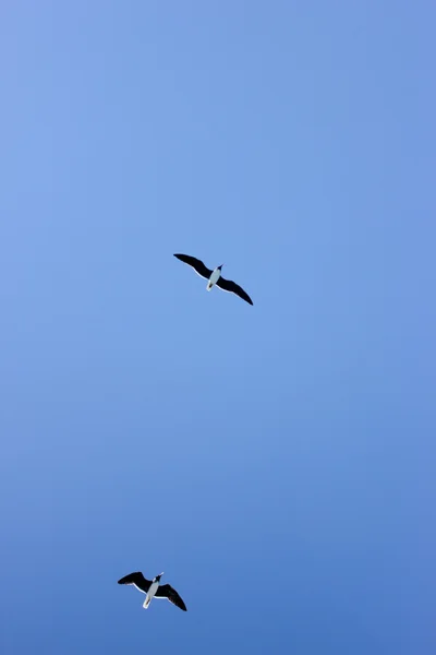 Meeuwen Vliegen Blauwe Hemel Blauwe Hemelachtergrond — Stockfoto
