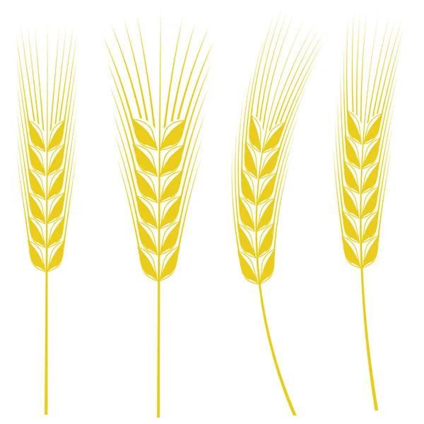 小麦の穂 — ストックベクタ