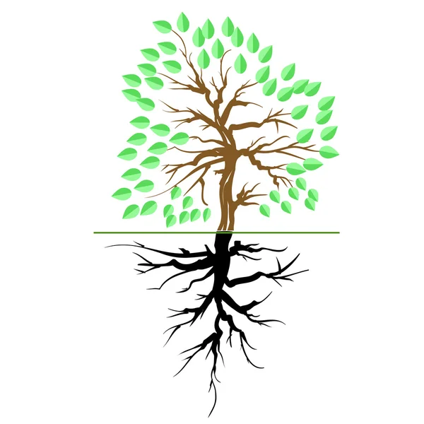Albero verde con radice — Vettoriale Stock