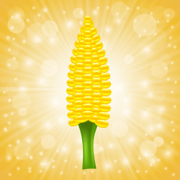 Fresh Cob Corn — Stock Vector