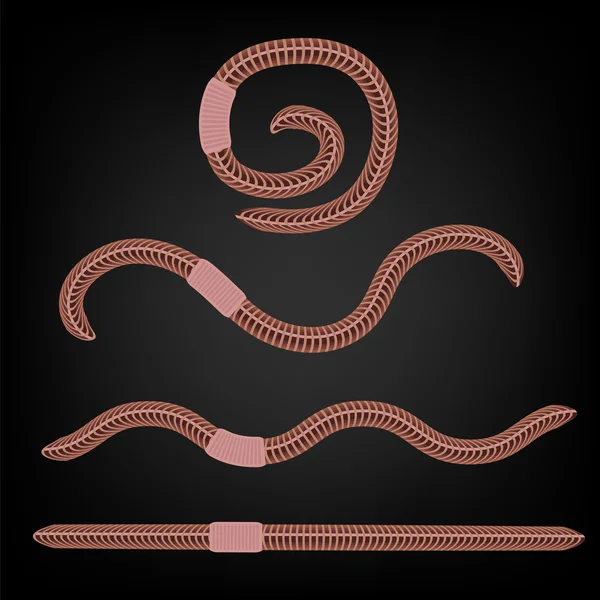 Animal Earth Red Worms — Stock Illustration Animal Earth Red Worms Vector Graphics