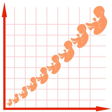 İnsan fetusu büyüme grafiği
