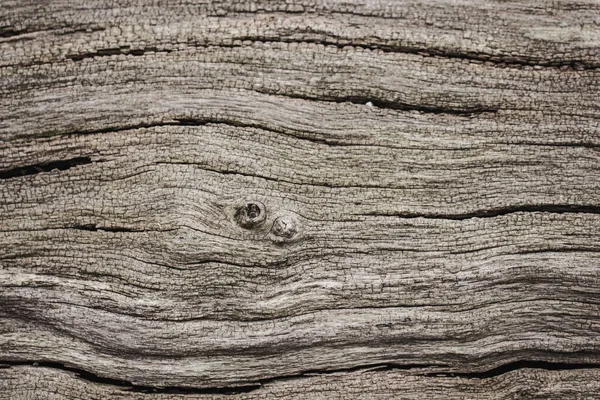 Tree bark texture background. — Stock Photo, Image