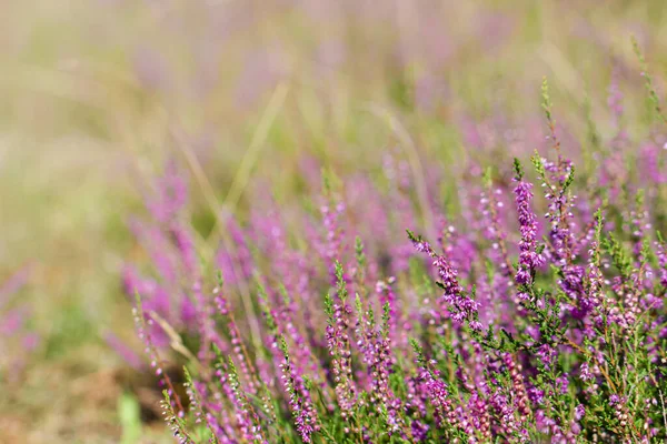 Fleurs de bruyère. Calluna vulgaris. — Photo