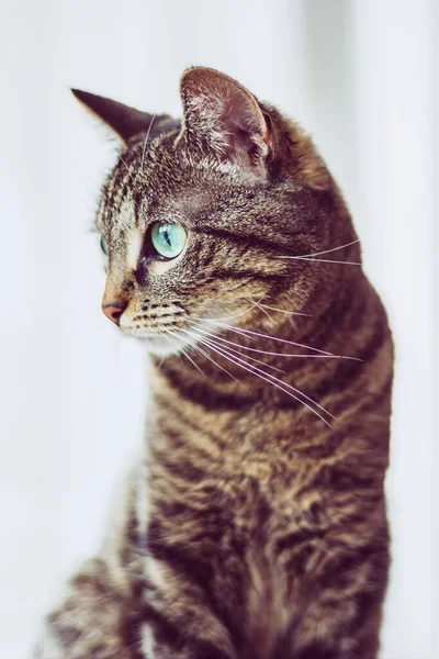 Cute kot tabby z zielonymi oczami. — Zdjęcie stockowe