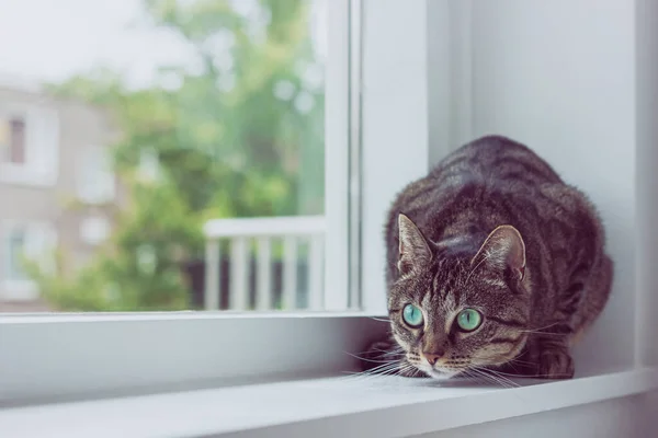 Pisică drăguță tabby cu ochi verzi . — Fotografie, imagine de stoc