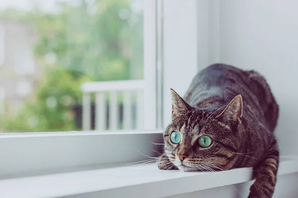 Cute kot tabby z zielonymi oczami. — Zdjęcie stockowe