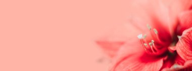 Güzel Maryllis, mercan zeminine yaklaş..