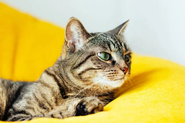 Cute tabby kot z zielonymi oczami leży na żółty worek fasoli. — Zdjęcie stockowe
