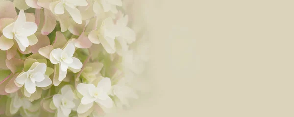 Background with beautiful white flowers.