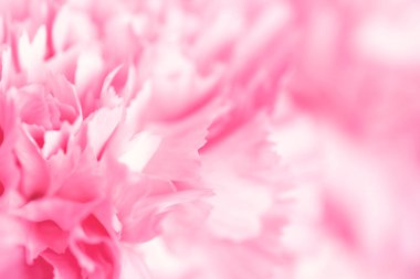 Pembe karanfil çiçeği. Soyut doğa arkaplanı.