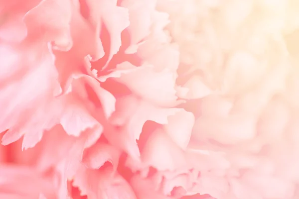 Pink carnation flower. Abstract nature background. — Stock Photo, Image