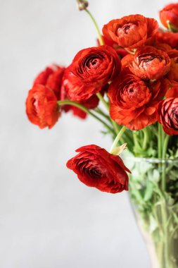 Beyaz arkaplanda cam bir vazoda kırmızı İran düğün çiçekleri. Ranunculus asiaticus.