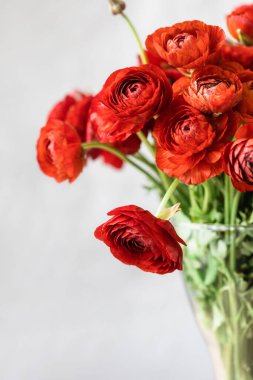 Front view of red persian buttercups in a glass vase on white background. Ranunculus asiaticus. clipart