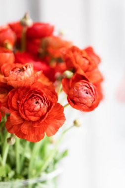 Beyaz arkaplanda cam bir vazoda kırmızı İran düğün çiçekleri. Ranunculus asiaticus.