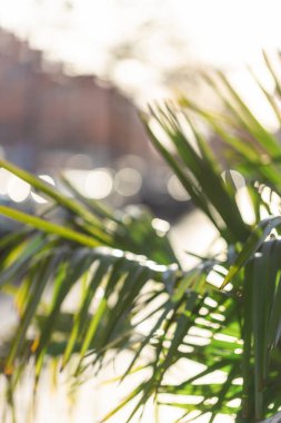 Palmiye yapraklarının bulanık arkaplanı.