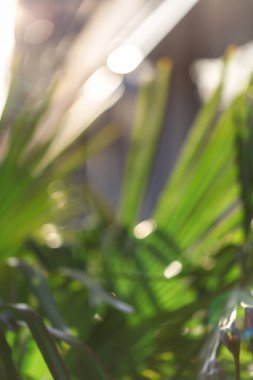 Palmiye yapraklarının bulanık arkaplanı.