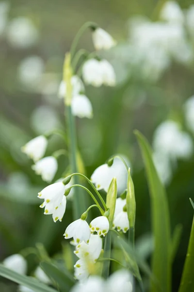 Primo piano di fiori di fiocchi di neve bianchi in giorno soleggiato in una foresta. — Foto Stock