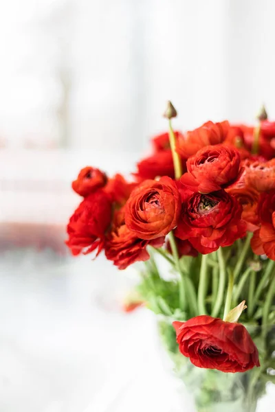 Beyaz arkaplanda cam bir vazoda kırmızı İran düğün çiçekleri. Ranunculus asiaticus.