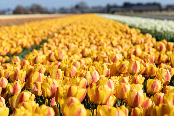 Kvetoucí žlutá tulipánová pole. Květinové jarní pozadí. — Stock fotografie