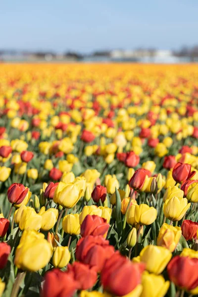 Blühende bunte Tulpenfelder. Floraler Frühling Hintergrund. — Stockfoto