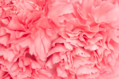 Pembe karanfil çiçeğinin yakın çekimi. Soyut doğa arkaplanı.