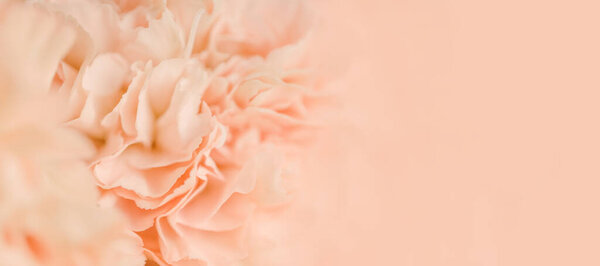 Blurred beige carnation flower. Abstract natural background. Selective focus. Place for text. Banner for website.