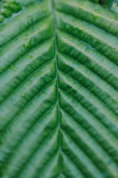 绿叶与水滴的密闭 摘要自然背景 — 图库照片