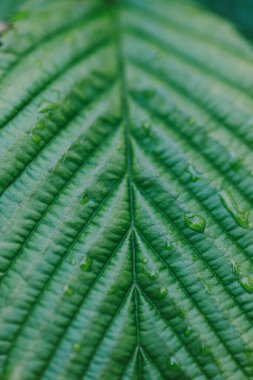 Yeşil yaprak ve su damlaları. Soyut doğal arkaplan.