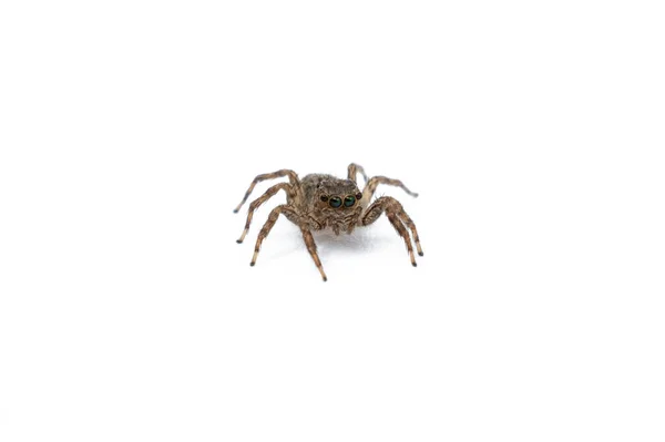 Beyaz Arka Planda Izole Örümceği — Stok fotoğraf