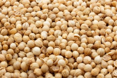 Kuru Kişniş tohumu yığını