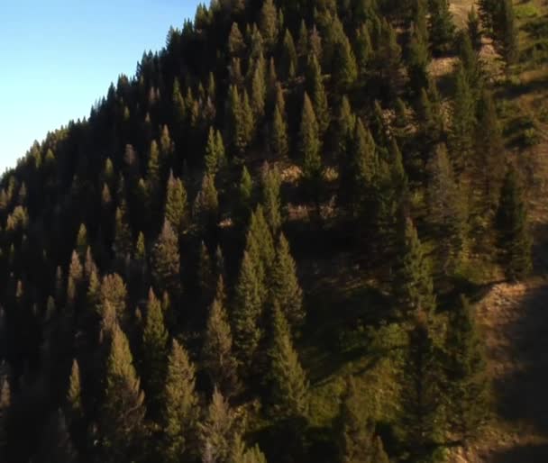 Лес и горы — стоковое видео