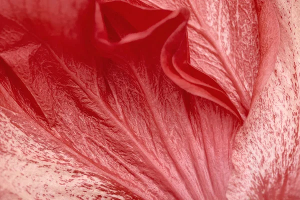 Pétalos de flores de primer plano, fondo natural abstracto con color rojo degradado. — Foto de Stock