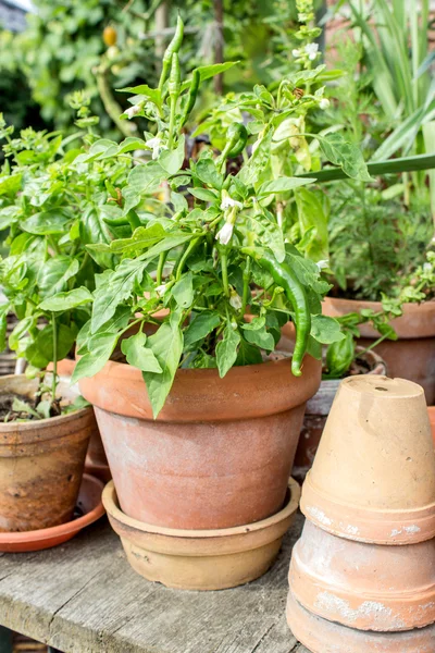 辣椒植物 — 图库照片