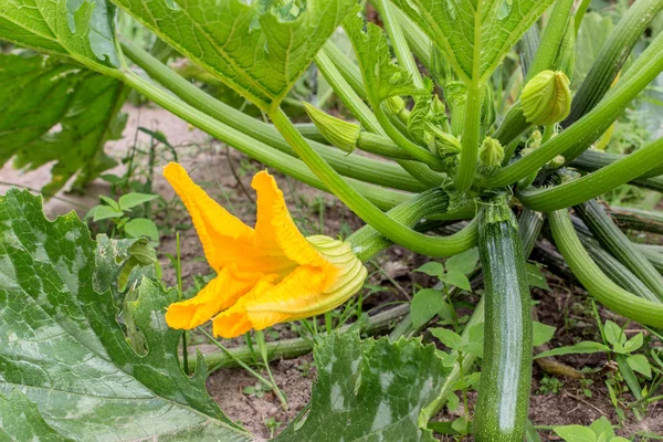 Eine Zucchini-Pflanze — Stockfoto