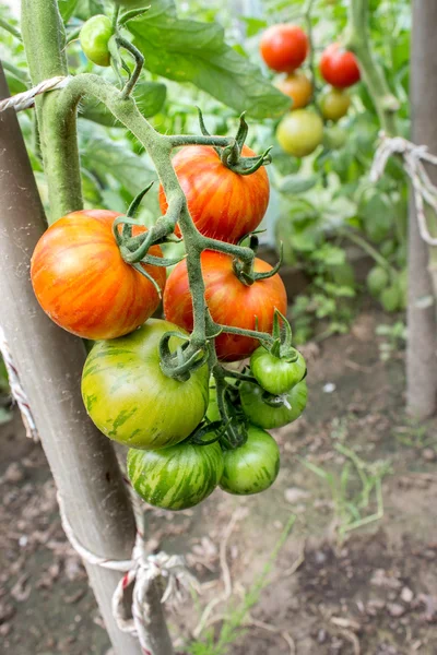 Eine Tomatenpflanze — Stockfoto