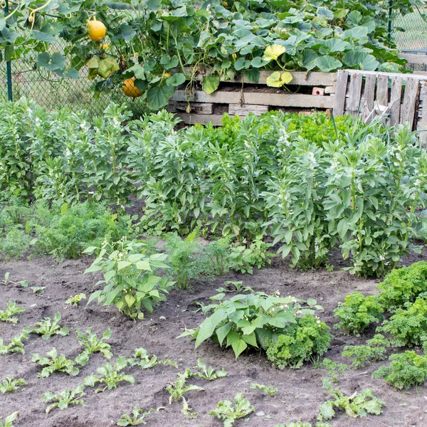 豆と野菜の植物 — ストック写真
