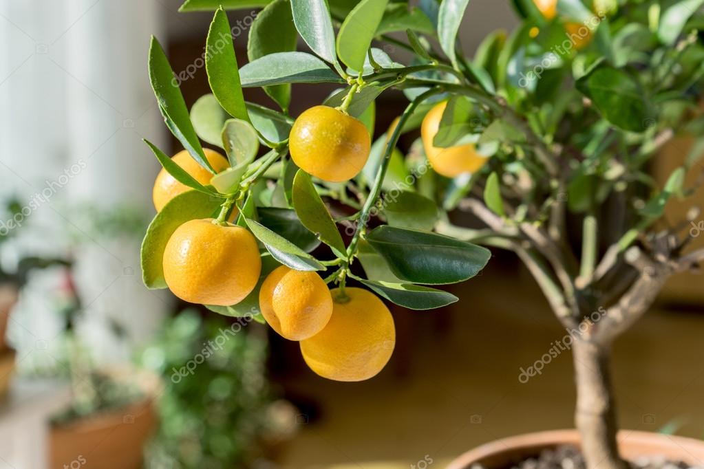 цитрус каламондин. бонсай цитрус каламондин. кумкват куст. цитрофортунелла апельсин. кумкват лимон.