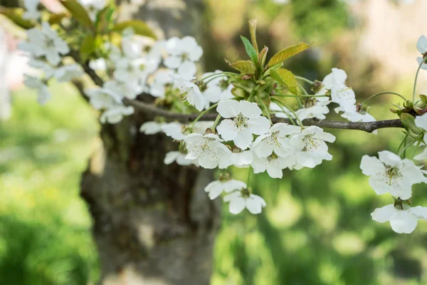 Uma cereja floresce — Fotografia de Stock