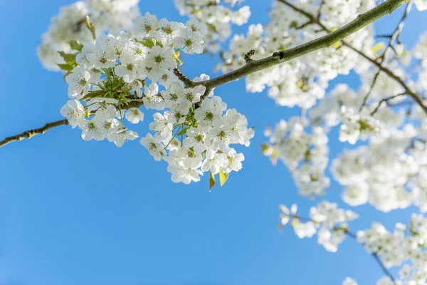 Branche aux fleurs de cerisier — Photo