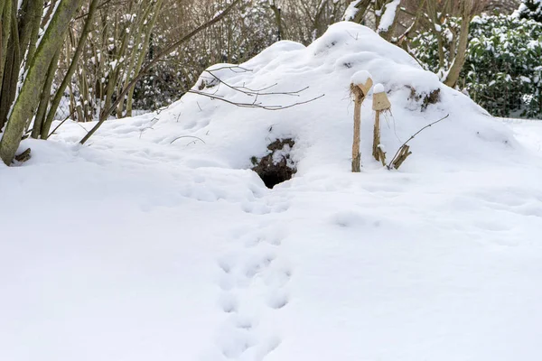 Agujero Conejo Invierno Con Nieve Pistas —  Fotos de Stock