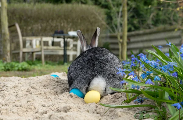 Coelho Com Ovos Páscoa Jardim — Fotografia de Stock